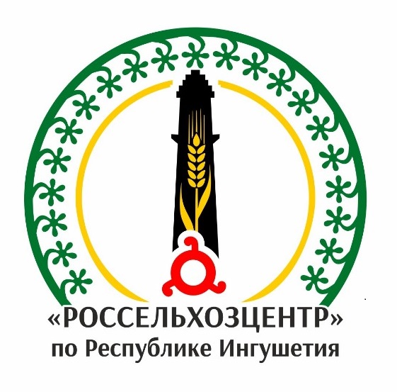 Информационный листок № 24 от 8 августа 2022 г. Пузырчатая головня кукурузы